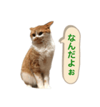 ふじもじにゃんず実写版2023（個別スタンプ：14）