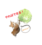 ふじもじにゃんず実写版2023（個別スタンプ：17）