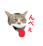 ふじもじにゃんず実写版2023（個別スタンプ：18）