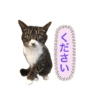 ふじもじにゃんず実写版2023（個別スタンプ：19）