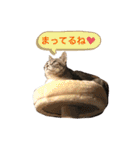 ふじもじにゃんず実写版2023（個別スタンプ：20）
