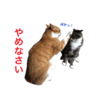 ふじもじにゃんず実写版2023（個別スタンプ：22）