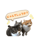 ふじもじにゃんず実写版2023（個別スタンプ：23）