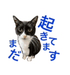ふじもじにゃんず実写版2023（個別スタンプ：24）