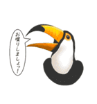色んなトリさん（個別スタンプ：13）
