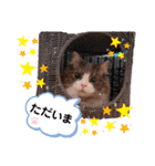 トト君メロちゃんスタンプ③（個別スタンプ：2）