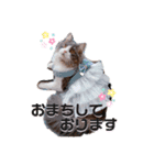 トト君メロちゃんスタンプ③（個別スタンプ：19）