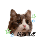 トト君メロちゃんスタンプ③（個別スタンプ：24）