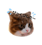 トト君メロちゃんスタンプ③（個別スタンプ：30）