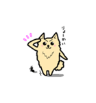 ポメラニアンもふもふライフ（個別スタンプ：1）