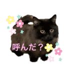 黒猫 ルナ院長85にゃんめ（個別スタンプ：2）