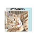 気まま猫6（個別スタンプ：3）