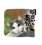 気まま猫6（個別スタンプ：11）