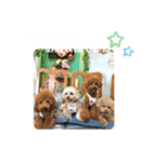 くぅ、パール、ふく、蓮のほのぼのスタンプ（個別スタンプ：7）