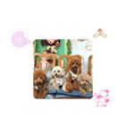 くぅ、パール、ふく、蓮のほのぼのスタンプ（個別スタンプ：13）