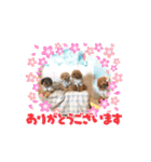 くぅ、パール、ふく、蓮のほのぼのスタンプ（個別スタンプ：19）