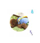 くぅ、パール、ふく、蓮のほのぼのスタンプ（個別スタンプ：23）