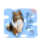 ディーくん（個別スタンプ：1）