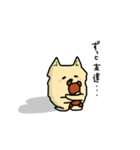 ポメラニアン もふもふライフ（個別スタンプ：1）