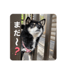 柴犬のあずきなこ（個別スタンプ：4）