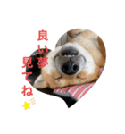 柴犬のあずきなこ（個別スタンプ：10）