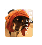 柴犬のあずきなこ（個別スタンプ：20）