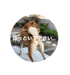 柴犬のあずきなこ（個別スタンプ：21）