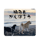 柴犬のあずきなこ（個別スタンプ：40）