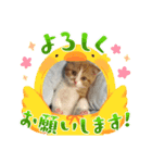 もち吉 mochikichi（個別スタンプ：6）