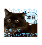 黒猫 ルナ院長86にゃんめ（個別スタンプ：1）