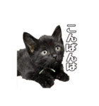 TWFモフモフスタンプ（個別スタンプ：3）