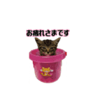 TWFモフモフスタンプ（個別スタンプ：6）