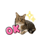 保護猫キジトラ3（個別スタンプ：10）