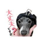 イタリアングレーハウンドのなぎさ（個別スタンプ：18）