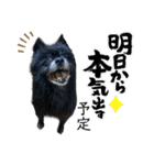 わんずと仲間達 デカ文字 アニマル（個別スタンプ：31）