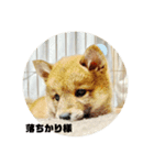 小豆の日記（個別スタンプ：5）