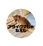 小豆の日記（個別スタンプ：7）