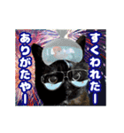 動く黒猫ハルとロビン夏用（個別スタンプ：8）