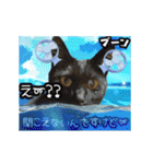 動く黒猫ハルとロビン夏用（個別スタンプ：16）