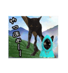 動く黒猫ハルとロビン夏用（個別スタンプ：18）