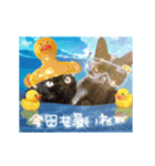 動く黒猫ハルとロビン夏用（個別スタンプ：24）