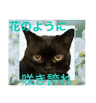 黒猫 ルナ院長87にゃんめ（個別スタンプ：1）