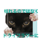 黒猫 ルナ院長87にゃんめ（個別スタンプ：4）