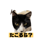 アンちゃんファミリー・2静岡方言編（個別スタンプ：3）