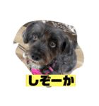 アンちゃんファミリー・2静岡方言編（個別スタンプ：5）