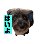 アンちゃんファミリー・2静岡方言編（個別スタンプ：6）