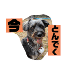 アンちゃんファミリー・2静岡方言編（個別スタンプ：8）