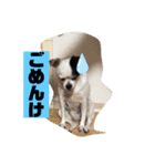 アンちゃんファミリー・2静岡方言編（個別スタンプ：11）