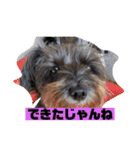 アンちゃんファミリー・2静岡方言編（個別スタンプ：12）