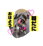 アンちゃんファミリー・2静岡方言編（個別スタンプ：13）